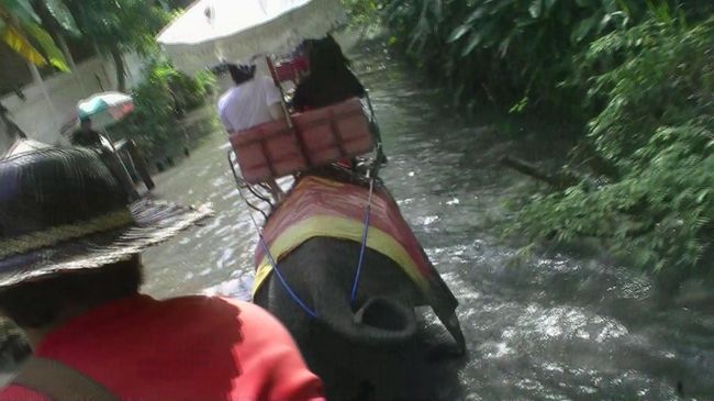 amazing　THAILAND！　（４）エレファント・ビレッジで象乗りトレッキング体験・・・