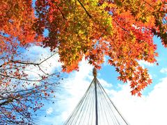 平成最後？の紅葉狩り：林試の森公園、池田山公園