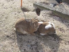 2017 サンライズで行く広島アウェイ【その2】今年もうさぎ島へ