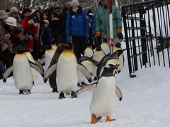 旭山動物園　ペンギンの散歩初日