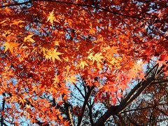 西鶴ケ岡公園の残り紅葉が美しかった