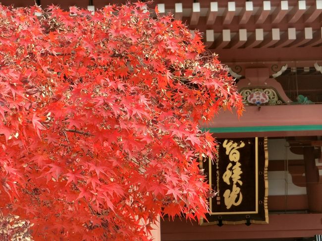 2018年の京都(紅葉狩り)旅行記録です。<br /><br />11/24：常寂光寺・智積院