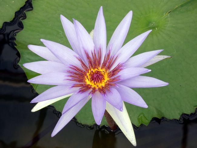 写真の枚数が６０枚に達したので、複数話に分けて熱川バナナワニ園 本園・植物園の様子を綴ります。<br /><br />熱川バナナワニ園はとても広い施設で、珍しい動植物が展示されていて、すぐ間近に見学できる興味深い施設で、朝早いこともあってか人が少なく、一つひとつ見て回ります。<br />