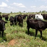 ブラジルの『和牛 Wagyu』生産現場を見に参る（カンポグランデ Camp Grande／マトグロッソ・ド・スゥ州 Mato Grosso do Sul／ブラジル）