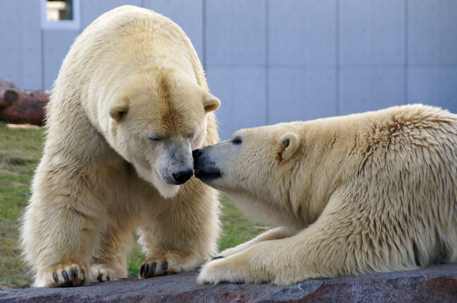 JALのガチャこと、どこかにマイルに初挑戦しました。<br />おたる水族館と円山動物園、時々スイーツの1泊2日。弾丸北海道旅行です。<br /><br />円山動物園の個体情報を追記しました。<br /><br />　　　　1日目：東京→小樽（https://4travel.jp/travelogue/11414376）<br />　　　　　　　おたる水族館 本館（https://4travel.jp/travelogue/11423494）<br />　　　　　　　おたる水族館 ショー（https://4travel.jp/travelogue/11425379）<br />　　　　　　　小樽グルメ→札幌（https://4travel.jp/travelogue/11427889）<br />今ココ→2日目：朝食→円山動物園 寒い地域の動物<br />　　　　　　　円山動物園 暖かい地域の動物<br />　　　　　　　　　　　　　　　　　　　（https://4travel.jp/travelogue/11439518）<br />　　　　　　　札幌→東京（https://4travel.jp/travelogue/11444804）