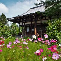 快慶展を見に・・・おひとり奈良・後編　★コスモスの般若寺★