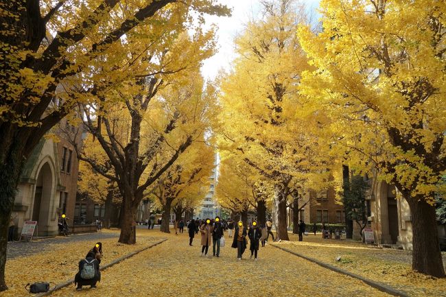 横山大観記念館の入館ご招待券を手に入れたのは10月でした。行こうと思い立った日に要介護の母が歯医者に行きたいと言い出し、予定が狂いました。で、モロッコ行ったりもしたモンで機会を逃し、12月に入ってようやく出かける事が出来ました(でも撮影禁止です)。<br />この記念館を含め、何度となく前は通っていたのに足を踏み入れずに居た場所は本当に多くて、裏の無縁坂も麓に友達の家は在っても、昼なお薄暗く、古いレンガ塀と中腹のラブホテルのせいで、上る事無く過ごして早半世紀(さだまさしの｢無縁坂｣が世に出る前の話です)。いっぺんにあちこちがお初となりました。坂を上った突き当たりが東大で、鉄門から大学病院に入れる事も今更知りました。<br />構内へ入った後に、母が以前父に連れられて銀杏並木を見たと言う話を思い出して、写真を撮って見せてやろうと本郷通り方面へも足を伸ばしました。<br />ちゃんとお昼までには戻ってますよ。<br />PHOはPHOなりの親孝行をしていますw