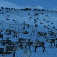 極寒の世界ではバナナで釘が打てるんだってばついでにオーロラハントしてこよう！③