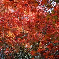 秋の京都　色づき始めの紅葉スポットを２泊３日で（２）詩仙堂から圓光寺