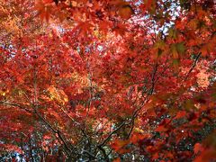 秋の京都　色づき始めの紅葉スポットを２泊３日で（２）詩仙堂から圓光寺