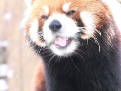 北海道レッサーパンダ遠征＆温泉ホテルとグルメの旅（９）雪の円山動物園（前編）アジアゾーンの寒帯館・高山館・熱帯雨林館～ママの後を追いかける円実ちゃん＆双子の妹が埼玉Zooで亡くなったばかりのココちゃん～知らぬ間にリンゴの給餌があったレッサーパンダ