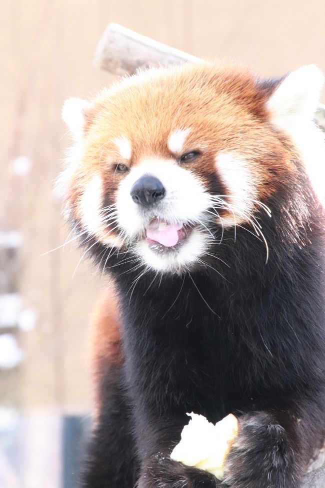 北海道レッサーパンダ遠征 温泉ホテルとグルメの旅 ９ 雪の円山動物園 前編 アジアゾーンの寒帯館 高山館 熱帯雨林館 ママの後を追いかける円実ちゃん 双子の妹が埼玉zooで亡くなったばかりのココちゃん 知らぬ間にリンゴの給餌があったレッサーパンダ 札幌