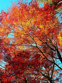 渋川　赤城自然園　探訪　紅葉真っ盛りのとき　☆自家用車に前橋から同乗し