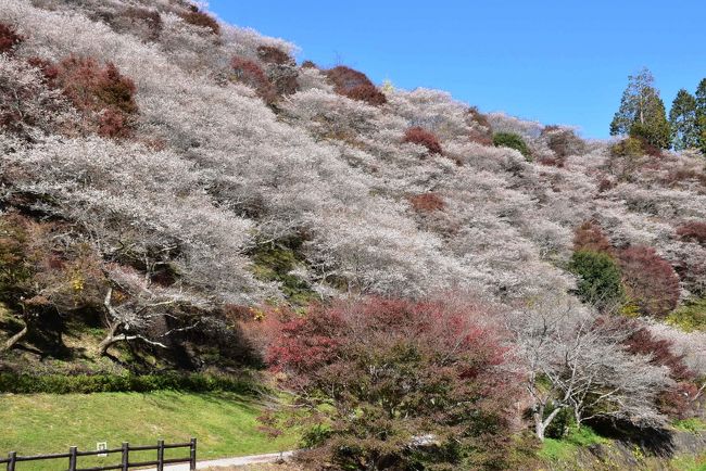 豊田市北部に位置する小原（おばら）地区。ここには春と秋の年2回花を咲かせる四季桜（しきざくら）が約1万本あります。<br />四季桜はマメザクラとエドヒガンの種間雑種と考えられ、花は一重の白または淡紅色です。<br />春より秋の方がよく花を咲かせ、秋になると紅葉の時期と重なり、紅白に彩られる里山の絶景が楽しめます。<br /><br />今日は豊田市駅前から路線バスに乗り、小原地区へ向かいます。<br />四季桜は、「小原ふれあい公園」と「川見（せんみ）四季桜の里」の2ヶ所を順番に訪ねます。<br /><br />なお、旅行記は下記資料を参考にしました。<br />・豊田市小原観光協会「小原四季桜まつり」「小原地区観光ガイドマップ」「川見薬師寺」<br />・豊田市観光「小原四季桜」<br />