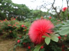 由布島の観光。林あり，植物園あり，ちょうちょの園あり。盛りだくさん。良いところです。