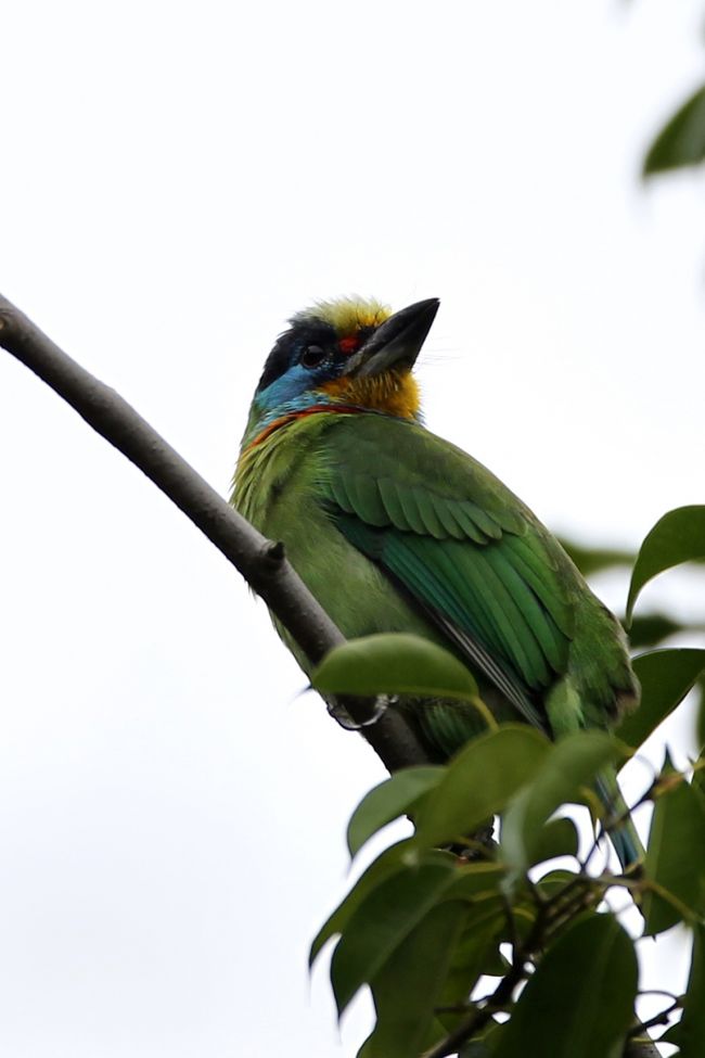 台湾に5日間、野鳥撮影に行ってきました。<br />最初の日と最後の日は台北に宿泊し、中日は金門島に宿泊しました。<br />日本で見かけない鳥をたくさん撮影することができ、満足できる旅でした。<br />特にゴシキドリなど色鮮やかな鳥と出会えたことは、一生の思い出です。<br />今回フォートラベルさんのWIFI を使わせてもらいましたが、空港での受け渡しはスムーズにできました。<br />旅行期間中も撮影した鳥の名前などをホームページで検索・確認でき、とても役に立ちました。<br />料金も手頃なので、また海外旅行の際は使わせてもらいたいと思います。