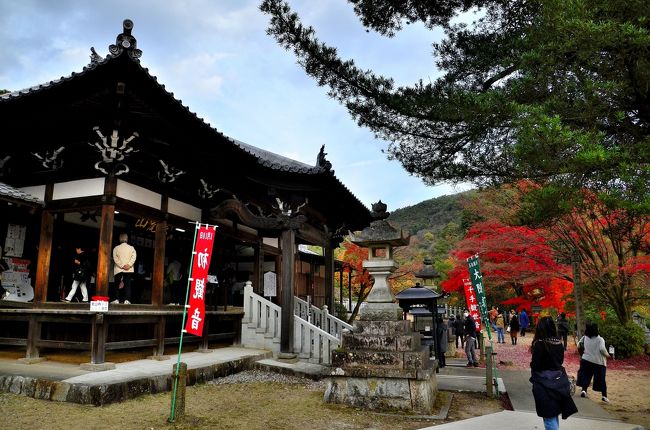 寂光院と聞くと、京都大原を思い浮かべる方が多いと思いますが、愛知県犬山市にも同じ名前の寺院があります。折角犬山を訪れたのですから、「尾張のもみじでら」と称される、急峻な霊山 継鹿尾（つがお）山の山腹にある寂光院をスキップする訳にはまいりません。尾張のもみじ名所としては、６位にランキングされています。楓の木の数は山中を含めて１０００本程あり、 特に背丈のある古木が多くて葉が細かく、色鮮やかに染まることで定評があります。<br />寂光院は６５４年に創建されたとされる尾張の最古刹です。２００８年に随求堂内で、その存在が長らく確認できなかった絵巻が発見されました。それによると、寺の由来は日本武尊（ヤマトタケルノミコト）の魂が千手観音となって継鹿尾の地に姿を現し、千手観音像を本尊とする寂光院の開山に繋がったとの縁起を伝えています。千手観音像は日本武尊の神魂の霊作だったと言う伝承の信憑性が高まってきています。<br />寂光院のＨＰです。<br />http://www.jakkoin.com/<br />境内マップです。<br />http://www.jakkoin.com/keidaimap.html