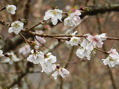 今年最後の家族旅行で箱根へ④成川美術館の冬桜