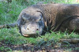 海の中の世界を知らないと地球の７割を知らないってことらしいコモド国立公園スノーケリングの旅②