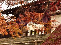 洛北の紅葉はやはりここか！　(^^♪　曼殊院門跡から圓光寺へ散策