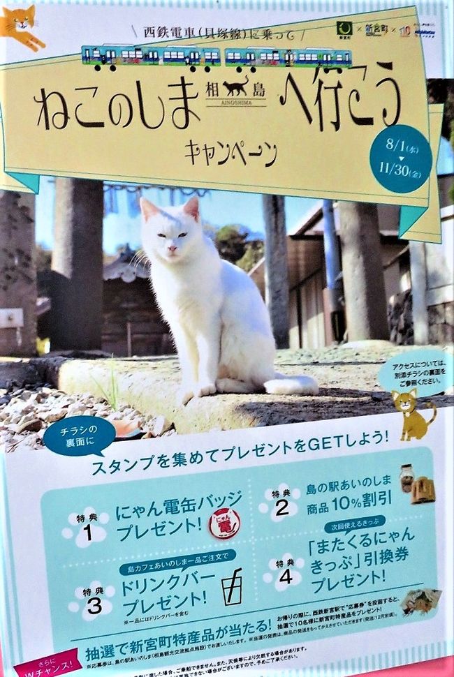 18 晩秋の福岡へ 2日目 1 世界6大猫スポット の相島で猫まみれ 博多 福岡県 の旅行記 ブログ By Jh2fxvさん フォートラベル