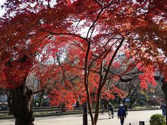 イチョウと紅葉を見上げ、木漏れ日に手をかざしてみました