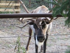 クリスマスのワイルドライトで人を呼ぶコロンバス動物園