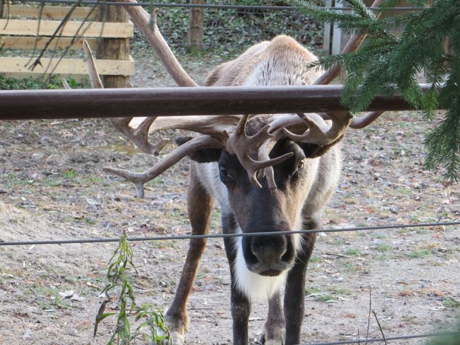 テレビで盛んにコマーシャルが流れていたのが　<br />コロンバス市の動物園とそのクリスマスイベント！<br /><br />どんな動物がいるのか　興味があったし　<br />このクリスマスタイムに来合わせたのも何かの縁　<br />ワイルドライトというイベントを　見に行ってみることにしました<br /><br />コロンバス市は　周回高速道路に囲まれていますが　<br />そのちょっと外側に位置する動物園は　広大で　冬場でよかったと思いました<br />（アフリカエリアとオーストリアエリアが閉まっていたのに　へとへとになりました）