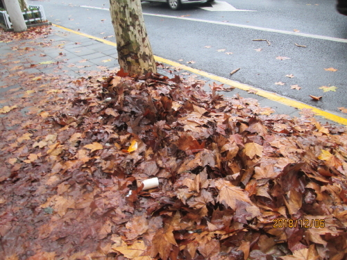 今年も落葉景観道29カ所を公表　紅葉の見頃は11月中旬から始まりました。上海の並木道は銀杏が少なく、プラタナスが多い。プラタナスは紅葉しても汚い色にしかなりません。生憎12月上旬は毎日雨が降り続いて濡れた落葉はゴミの様です。<br />2016年の落葉景観道は下記をご覧ください。<br />https://4travel.jp/travelogue/11197999<br />