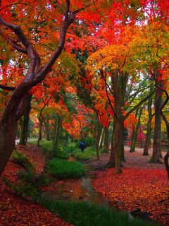 京都のおうどんと鯖寿司と下賀茂神社・糺の森の紅葉
