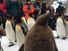 今季二度目のペンギンの散歩