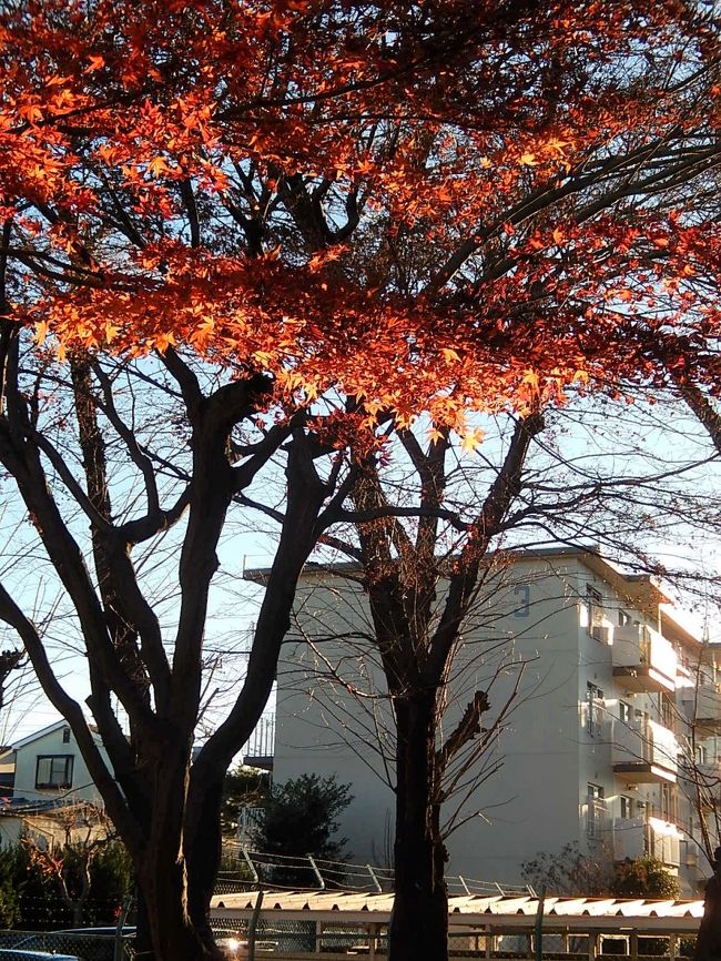 12月24日、午後2時過ぎに西鶴ケ岡公園に行くと西日を受けて残り紅葉が輝いていました。　わずかに残っている紅葉ですが美しかったです。<br /><br /><br /><br />＊写真は西日にあたって美しかった残り紅葉
