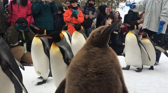 23日に今季二度目のペンギンの散歩を見てきました＼^^／<br /><br />連休中とあって人がたくさんいて、前回と違うこともあったので再び旅行記にします<br /><br />ちょうどキリンの子どもの命名式もあったので、子キリンも見れました！