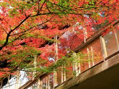 紅葉の錦帯橋と宮島へ 3 モミジと鹿が絵になる宮島の秋 前編 宮島 厳島神社 広島県 の旅行記 ブログ By クッシーさん フォートラベル 紅葉の錦帯橋と宮島へ 3 モミジと鹿が絵になる宮島の秋 前編 宮島 厳島神社 広島県 の旅行記 ブログ By クッシーさん フォートラベル