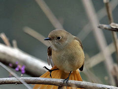 野鳥撮影記録2018年１２月　-　④