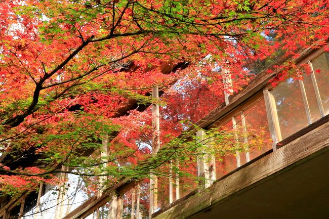 2017年の春、錦帯橋と宮島へ桜を見に日帰り弾丸ツアーを敢行しました。岩国から入るととても近い錦帯橋と宮島、今回は紅葉が見たくての再訪です。ただし今回は岩国に一泊、弾丸ツアーの時は諦めた錦帯橋のライトアップやご当地グルメも満喫してきました。<br /><br />2日目は朝から宮島へ。予想通り多くの人が訪れていましたが、紅葉谷公園をはじめ島の紅葉は素晴らしく、前回行かれなかった大聖院にも参拝。牡蠣とあなごめしも食べ、今回の旅の目的はほぼ達成！<br /><br />今回も写真多めなので紅葉谷公園の前編と、大聖院・厳島神社の後編にわけました。よろしければご覧ください。<br /><br />★桜の時期の様子はこちら★<br />https://4travel.jp/travelogue/11234051