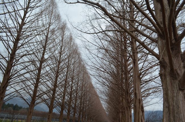 歳の暮れ、バス旅行で琵琶湖を一周しました。まずは彦根の金亀酒造で酒蔵見学。試飲もしましたが、全体的に甘口でした。お昼は関ヶ原で、蟹と近江牛の食べ放題。午後に、湖北の余呉湖と湖西のメタセコイヤ並木を見物しました。