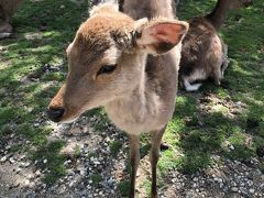 奈良で大仏と子鹿