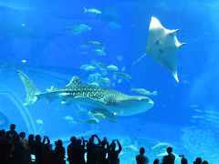 人生初なのに…沖縄は今日も雨だった～４日目/美ら海水族館