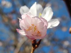 12月27日十月桜を見ました