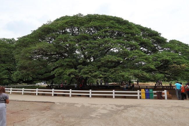 ジャイアント モンキー ポッド ツリー(Giant Monkey Pod Tree)<br /><br />♪<br />この木なんの木 気になる木<br /> 名前も知らない木ですから~<br /> 名前も知らない木になるでし ょう <br />♪<br />この木なんの木 気になる木<br /> 見たこともない木ですから~<br /> 見たこともない花が咲くでしょう~