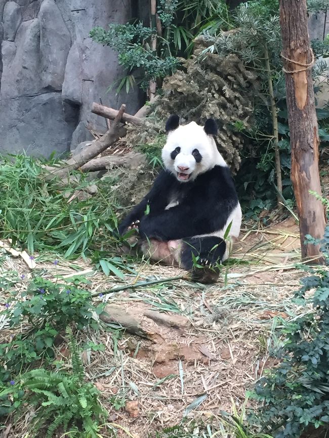 わたし、夫、実姉の3人でシンガポール旅行に行ってきました☆<br /><br />目的は、動物園、街歩き、グルメ!!<br /><br />3日目は、リバーサファリとナイトサファリにいきましたよ☆<br /><br />リバーサファリ→パンダさんをしっかり観たい!<br /><br /><br />たくさん楽しむ旅行!<br />ハプニングもたのしみます♩<br />