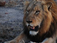 絶景を求めて南アフリカ・サファリの旅その02～クルーガー国立公園／度肝を抜かれたサファリ初日