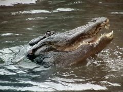 熱川バナナワニ園で2018年パン活締め（３）温泉の湯けむりの中のワニと食事タイム＆アマゾンマナティーのじゅんとくん＆華やかなりし温泉の花たち