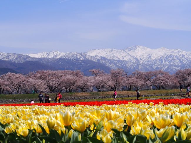 バックの白馬岳に映える桜とチューリップなかなか見られない景色