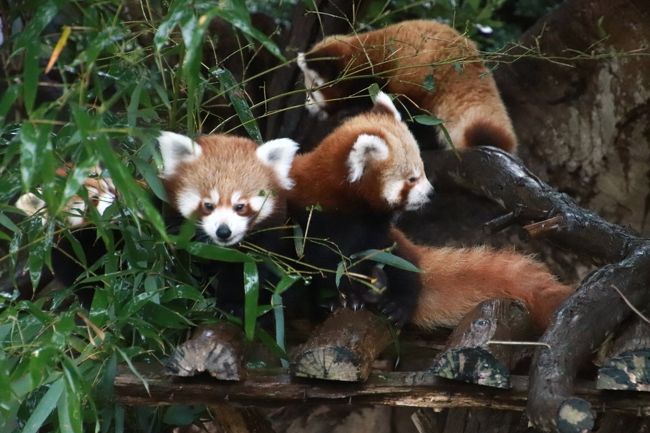 熱川バナナワニ園で18年パン活締め 2 レッサーパンダ特集 やっと会えたこだまちゃん 三つ子ちゃんが生まれて総勢13頭 雨でも薄暗くても可愛いニシレッサーたちにめろめろ 熱川温泉 北川温泉 静岡県 の旅行記 ブログ By まみさん フォートラベル 熱川バナナワニ園で18年パン活締め 2 レッサーパンダ特集 やっと会えたこだまちゃん 三つ子ちゃんが生まれて総勢13頭 雨でも薄暗くても可愛いニシレッサーたちにめろめろ 熱川温泉 北川温泉 静岡県 の旅行記 ブログ By まみさん フォートラベル