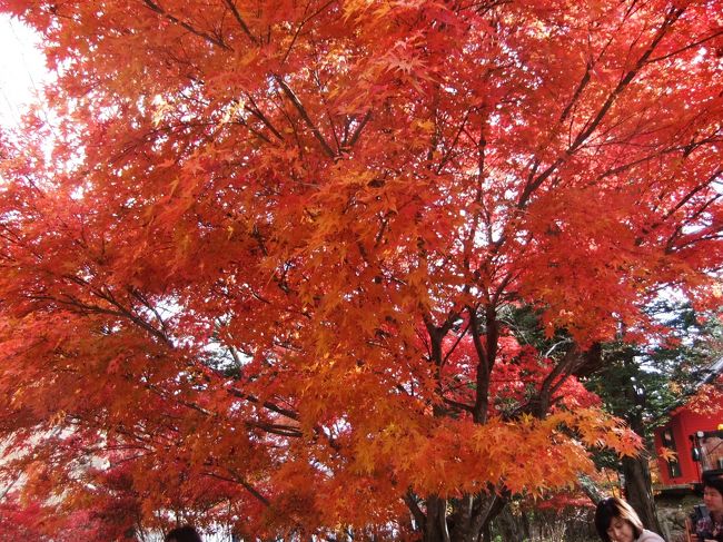 六日町付近の温泉に入りながらの紅葉狩りを楽しんできました、素晴らしい紅葉でした、六日町といえばコシヒカリの産地ですね、お米はさすがい美味しかったです、昼・夕食は勿論確かに美味しかったです、紅葉は三か所巡り<br />ました、清津狭のトンネルよりの紅葉、八海山ロウプウェーよりの景色は<br />霧のため見えませんでした、寒かったです、翌日は奥五十渓谷・十字峡親水<br />公園の紅葉は素晴らしかったのと、赤城山の赤城神社の紅葉も素晴らしかった<br />です。