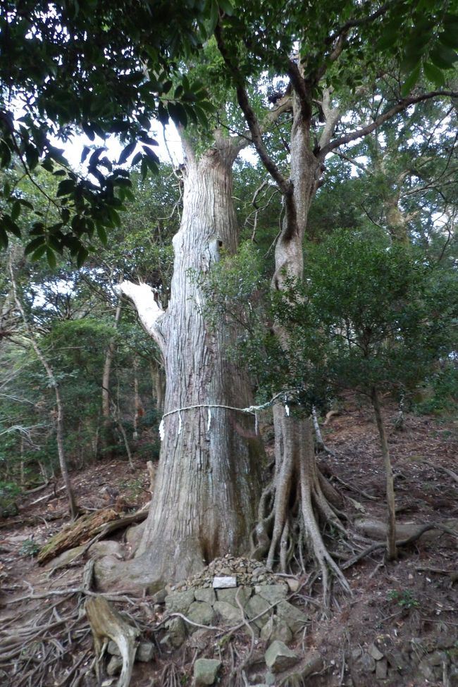 　先月（11/21）、下社から二重社経由で見晴台に向かう山道「関東ふれあいの道」で、絆の木（https://4travel.jp/travelogue/11425182）を見たが、これだけを見たのでは、やはり誤解を生じてしまうかも知れない。今回は大山阿夫利神社下社から本社への登山道（参道）を上ったので、途中にある夫婦杉（https://4travel.jp/travelogue/11437391）を見ることができ、これに類した異種の和合木を「絆の木」と呼んでいるのだと理解することができた。<br />（表紙写真は絆の木）