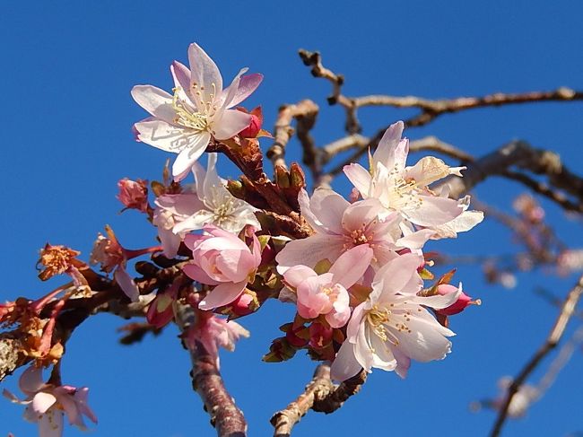 12月30日、午後2時半過ぎに今年最後の冬桜観察にふじみ野市の亀久保西公園に行きました。　この日は風が強くとても寒い日でしたが冬桜は健気に美しく咲いていました。<br /><br /><br /><br />＊写真は健気に咲いていた冬桜
