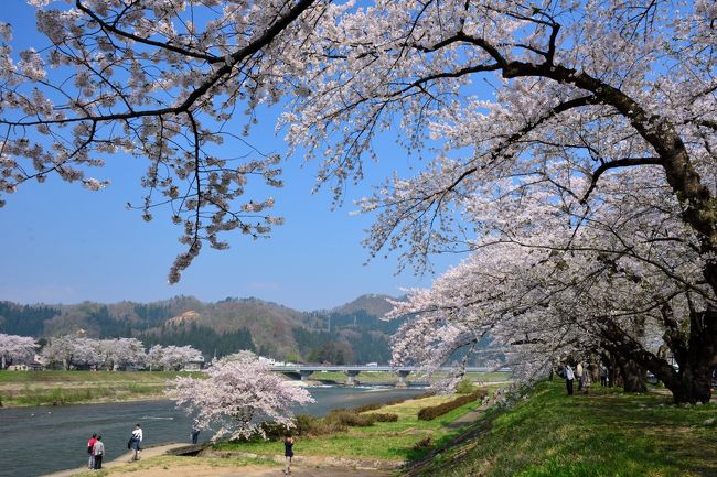 2018年の4月下旬、桜前線が北上してきた東北・秋田県に、お花見をメインとした2泊3日の旅へ。<br /><br />内蔵で知られる「増田」の次に訪れたのが、”みちのくの小京都”とも称される「角館」。<br />目的はもちろん、”日本さくら名所100選”にも選定されている角館の桜!<br />例年4月下旬に満開となり、特に有名な武家屋敷通りのしだれ桜をはじめとして、昔ながらの町並みが残る町内を美しく彩る様は、まさに桜劇場♪<br /><br />今回は大きく三幕に分かれ、<br />・第一幕:武家屋敷通りのしだれ桜(夜景)<br />・第二幕:武家屋敷通りのしだれ桜(昼景)&武家屋敷青柳家<br />・第三幕:桧木内川堤のソメイヨシノ<br />という順番で角館町内を巡ってみました。<br /><br />しだれ桜はもうすでに散り始めって感じでしたが、桧木内川堤のソメイヨシノは今がまさに満開。<br />お天気にも恵まれ、絶好のお花見日よりの中、角館の桜を堪能することができました。